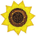Jumbo Sunflower Balloon